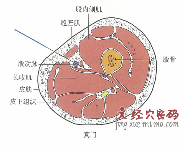 箕门的位置解剖图（图解）