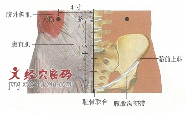 大横穴位位置图及针灸穴位图解