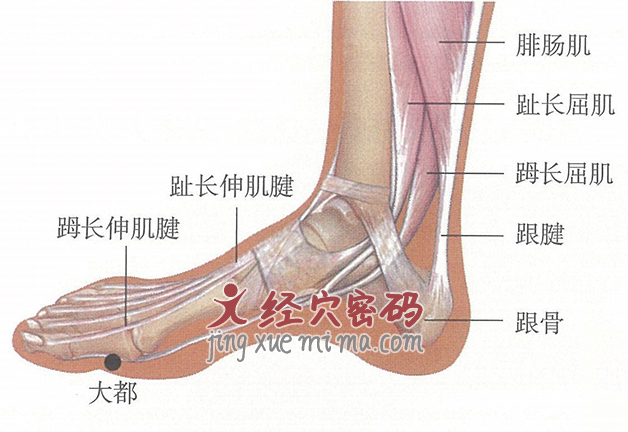 大都穴位位置图及针灸穴位图解