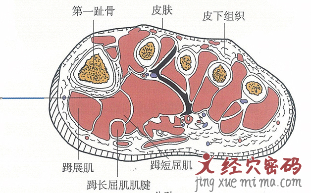 公孙的位置解剖图（图解）