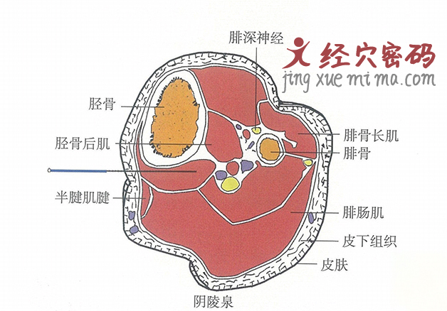 阴陵泉的位置解剖图（图解）