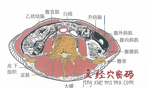 大横的位置解剖图（图解）