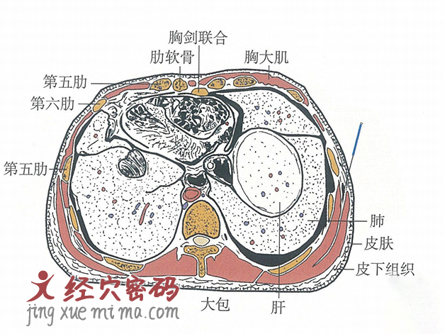 大包的位置解剖图（图解）