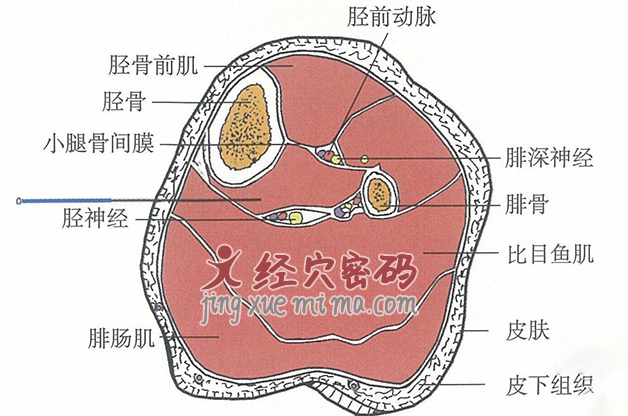 地机的位置解剖图（图解）