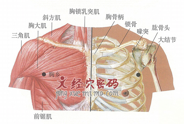 胸乡穴位位置图及针灸穴位图解