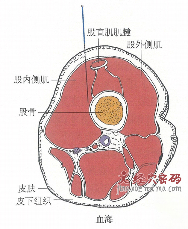 血海的位置解剖图（图解）