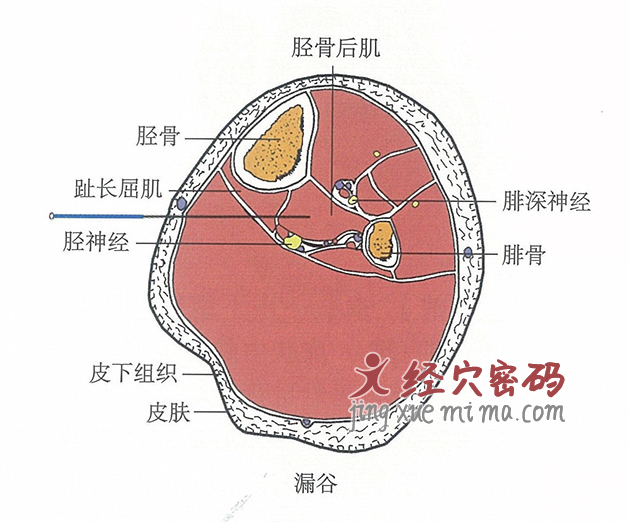 漏谷的位置解剖图（图解）