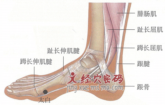太白穴位位置图及针灸穴位图解
