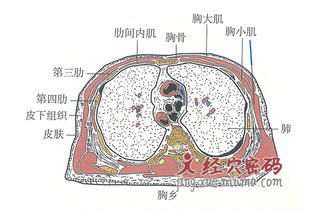 胸乡的位置解剖图（图解）