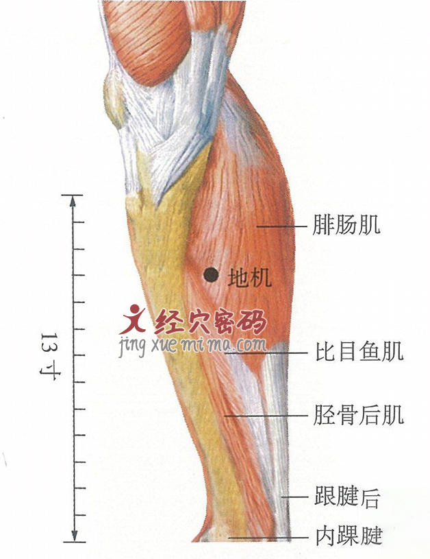 地机穴位位置图及针灸穴位图解