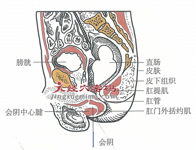 会阴的位置解剖图（图解）