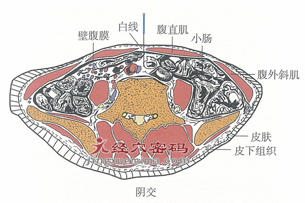 阴交的位置解剖图（图解）