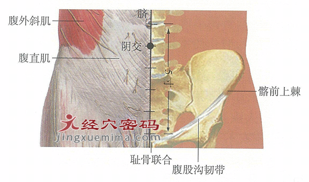 阴交穴位位置图及针灸穴位图解