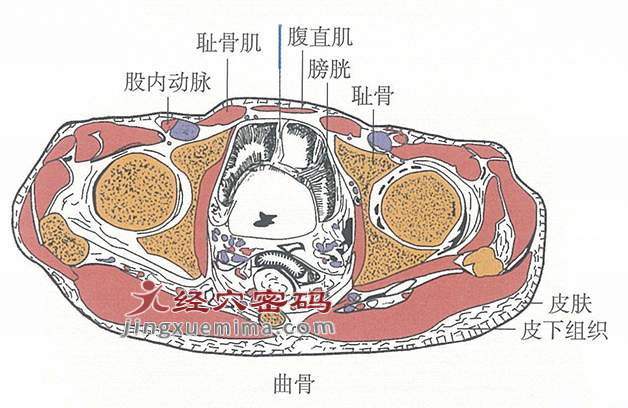 曲骨的位置解剖图（图解）