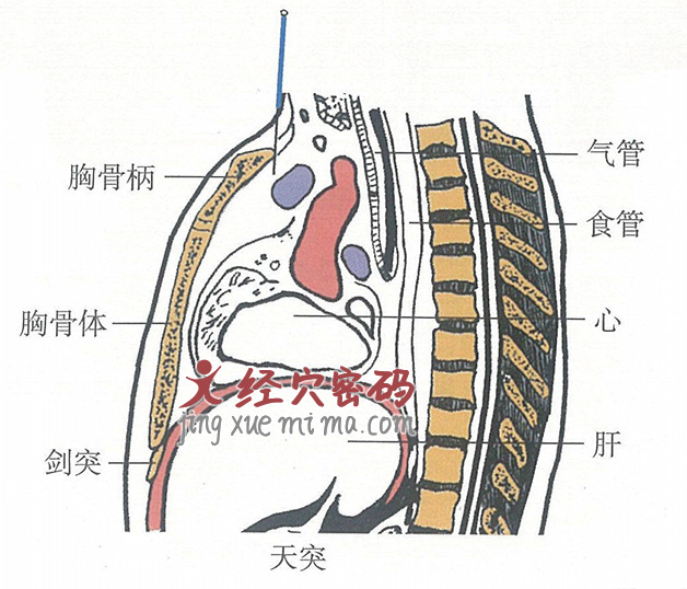 天突的位置解剖图（图解）