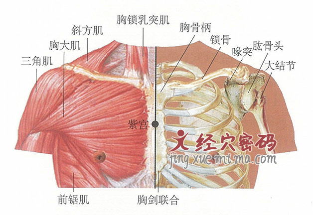 紫宫穴位位置图及针灸穴位图解