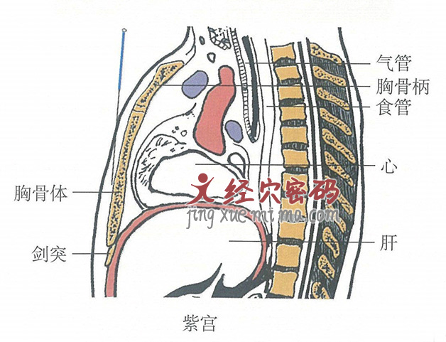 紫宫的位置解剖图（图解）