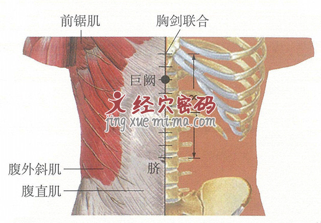 巨阙穴位位置图及针灸穴位图解