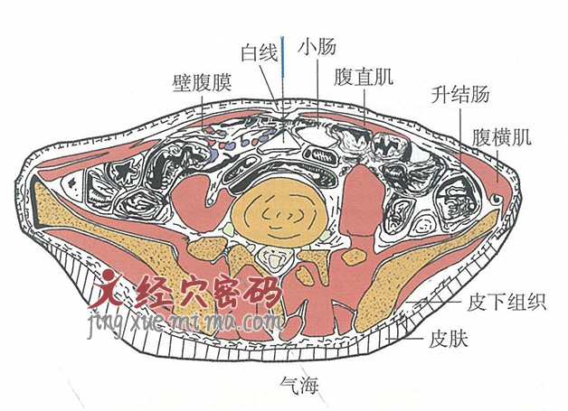 气海的位置解剖图（图解）