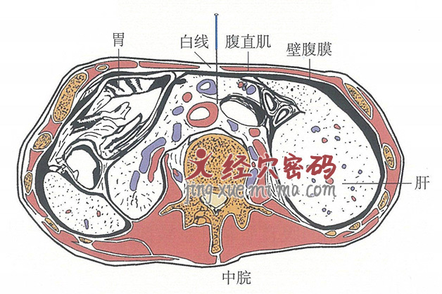 中脘的位置解剖图（图解）