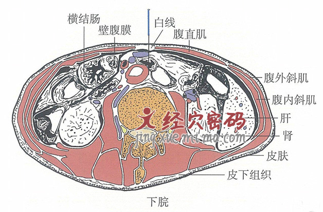 下脘的位置解剖图（图解）