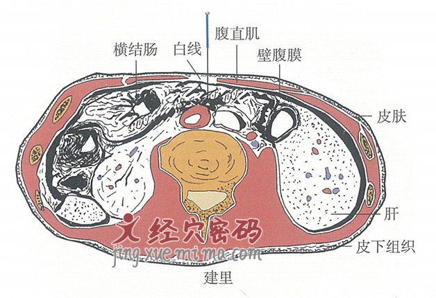 建里的位置解剖图（图解）