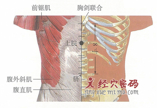 上脘穴位位置图及针灸穴位图解