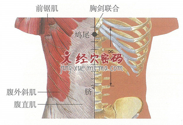 鸠尾穴位位置图及针灸穴位图解