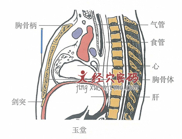 玉堂的位置解剖图（图解）