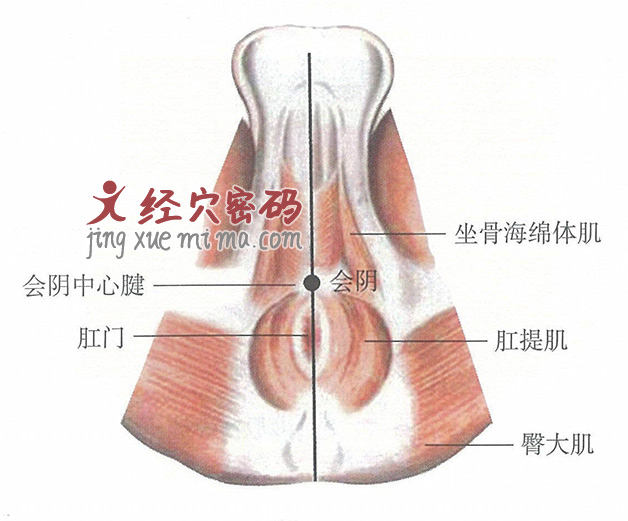 会阴穴位位置图及针灸穴位图解