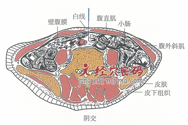 阴交的位置解剖图（图解）