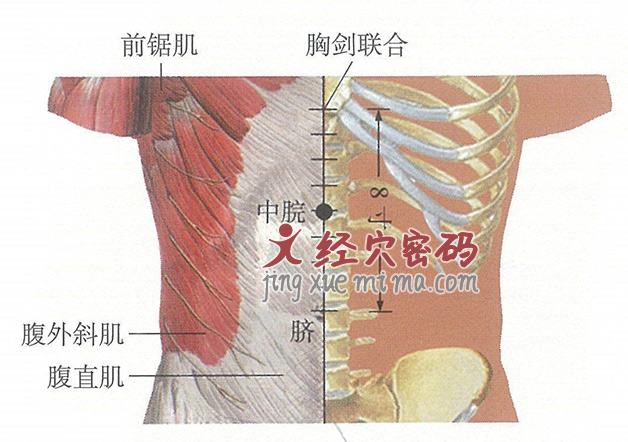 中脘穴位位置图及针灸穴位图解