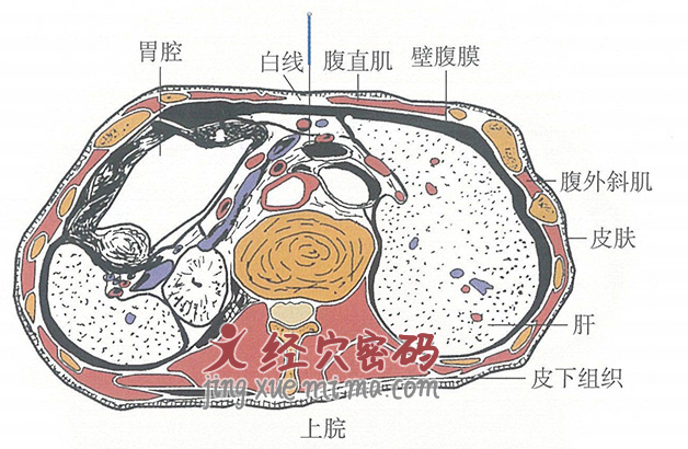 上脘的位置解剖图（图解）