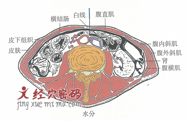 水分的位置解剖图（图解）