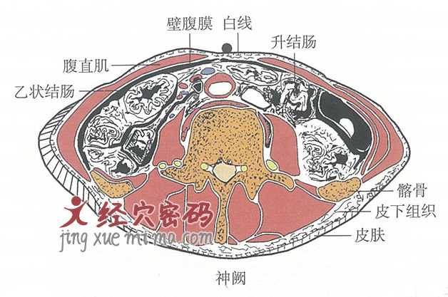 神阙的位置解剖图（图解）