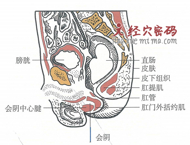 会阴的位置解剖图（图解）