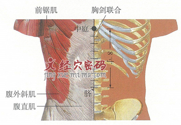 中庭穴位位置图及针灸穴位图解