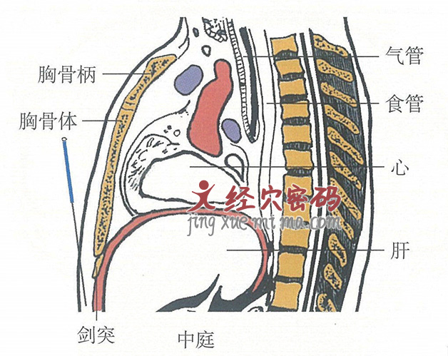 中庭的位置解剖图（图解）