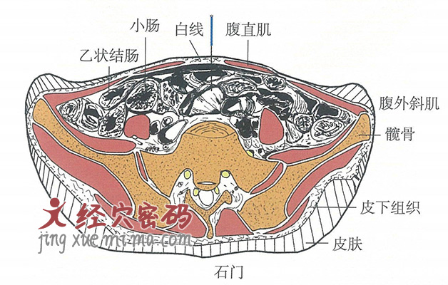 石门的位置解剖图（图解）