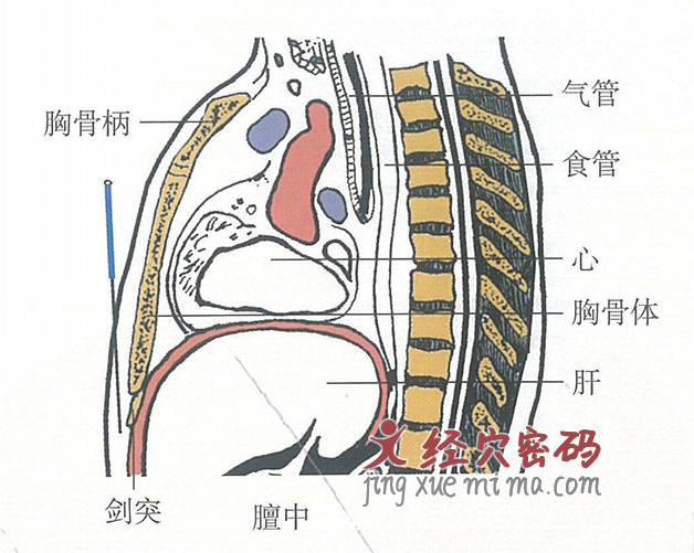 膻中的位置解剖图（图解）