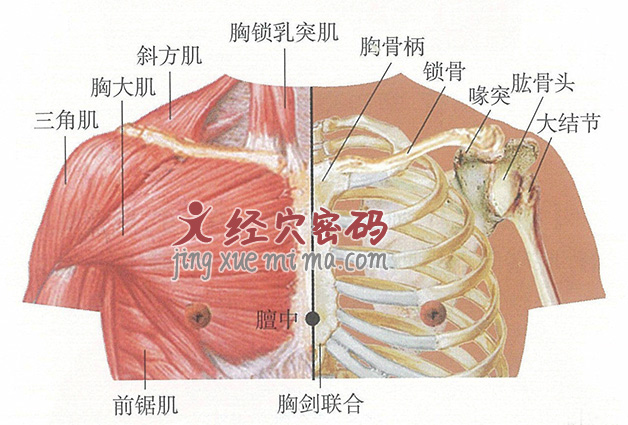 膻中穴位位置图及针灸穴位图解