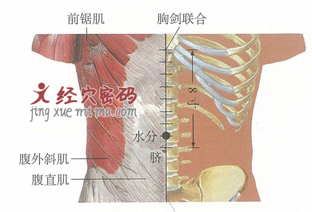 水分穴位位置图及针灸穴位图解