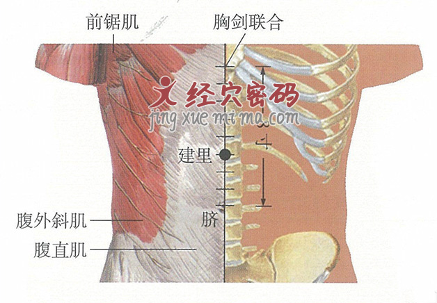 建里穴位位置图及针灸穴位图解