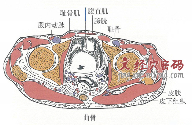 曲骨的位置解剖图（图解）