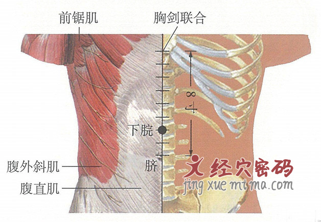 下脘穴位位置图及针灸穴位图解