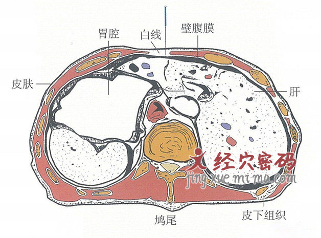 鸠尾的位置解剖图（图解）