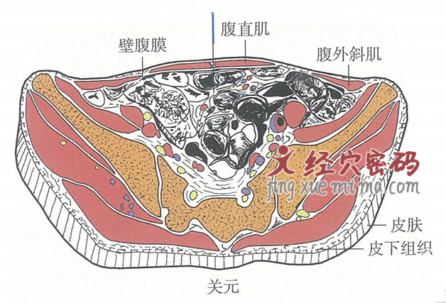 关元的位置解剖图（图解）