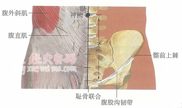 神阙穴位位置图及针灸穴位图解