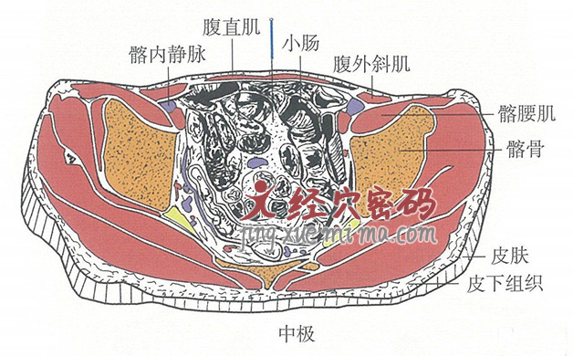 中极的位置解剖图（图解）