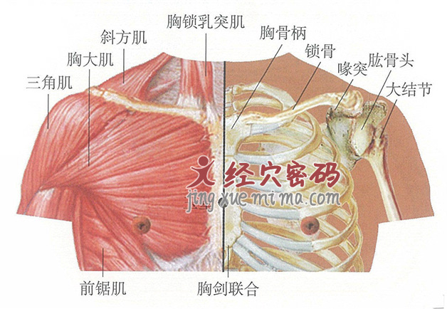 玉堂穴位位置图及针灸穴位图解